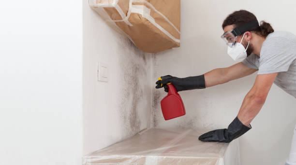 Professional Black Mold Remediation technician working in Linkwood, MD