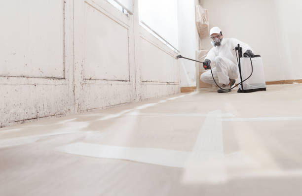24/7 Emergency Black Mold Remediation experts in Linkwood, MD