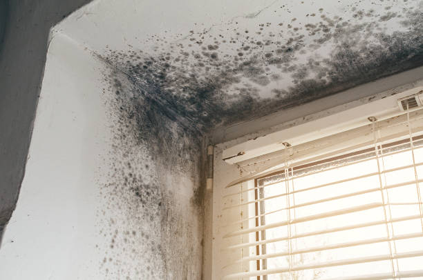 Affordable Black Mold Remediation solutions in Linkwood, MD